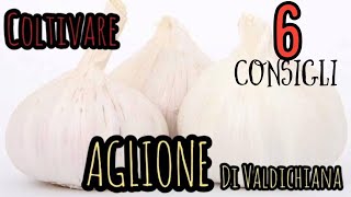 6 TRUCCHI PER COLTIVARE L'AGLIONE DI VALDICHIANA..per l'ottima coltivazione @ortodifamiglia