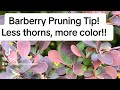 Barberry shrub pruning, try this next time!