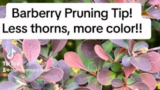 Barberry shrub pruning, try this next time!