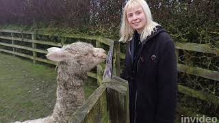 Christmas with the alpacas xx