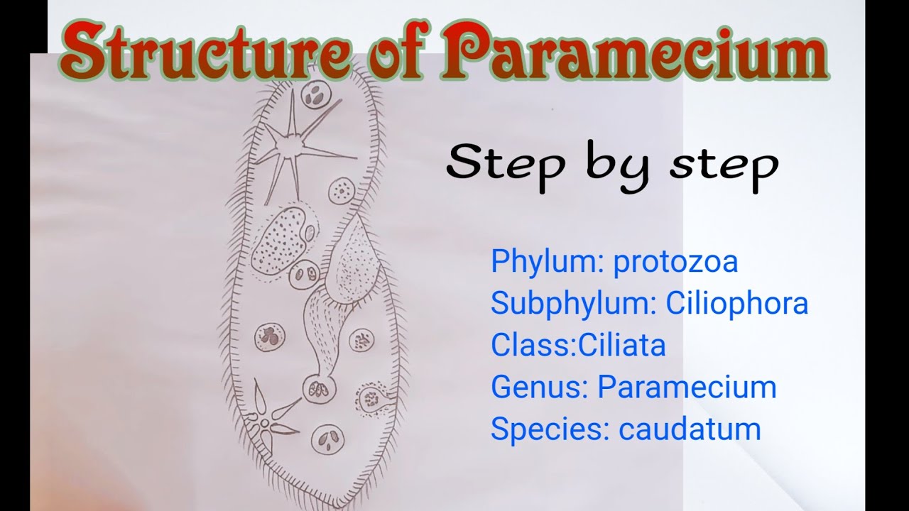 Paramecium Diagram [biology] || How To Draw Paramecium Step By Step ...