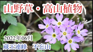 【山野草・高山植物】6月　蔵王連峰不忘山　花探しの山歩き　ハクサンイチゲ・ユキワリコザクラ