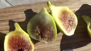 2016 Backyard Fruit Tree Project - Episode #14 Georgia White Hybrid Fig Tree Main Crop