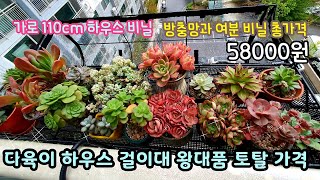 다육이 베란다 걸이대 하우스 가격 ☆왕대품 걸이대 110cm 방충망 여분비닐 총가격58000원 Succulent plant 多肉植物