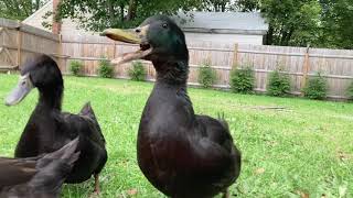 All the beautiful colors of Cayuga Ducks 🥰