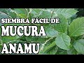 MUCURA ANAMU (Petiveria alliaceae)