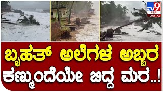 Biparjoy Cyclone: ಬಿಪರ್​​ಜಾಯ್ ಸೈಕ್ಲೋನ್ ಎಫೆಕ್ಟ್​ನಿಂದ ಬಟ್ಟಪ್ಪಾಡಿ ಸಮುದ್ರ ತೀರದಲ್ಲಿ ಧರೆಗುರುಳಿದ ತೆಂಗಿನ ಮರ