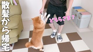 塩対応の柴犬の豹変っぷりがすごかった笑