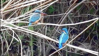 心地よい気分になれるカワセミ夫婦の美しい鳴き声