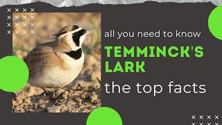 Temminck's Lark facts 🦜 Temminck's Horned Lark 🦜 breeds across Africa, through Saudi Arabia to Iraq