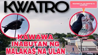 EP303 - GOOD SAMARITAN NI KWATRO MAY REWARD + FULL SIBLING NI KWATRO