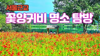 서울근교 꽃양귀비 명소 탐방3