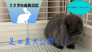 [Holland Lop] Rabbit and Life Sole [# 1]