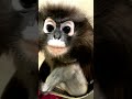 monkey do monkey business #animals