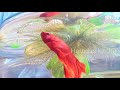 male betta fish making bubble nest male ബെറ്റ ഫിഷ് ബബ്ൾസ് ഇടുന്നത് ഒന്ന് കണ്ടുനോക്കു breading time