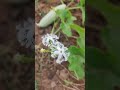 snake gourd grown in plant