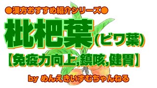 枇杷葉（ビワ葉）、紹介しますーめんえきいずむちゃんねる