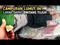 CAMPURAN LUMUT KU TERNYATA AMPUH UNTUK UMPAN MANCING IKAN NILA