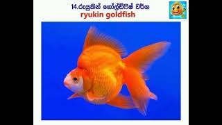 පොකුණු වලට ගැලපෙන මසුන් වර්ග 25ක් #fish #varaites