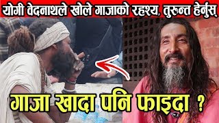 योगी वेदनाथले खोले गाजाको रहश्य, तुरुन्त हेर्नुस् | गाजा खादा पनि फाइदा ? | Yogi Begra Bednath