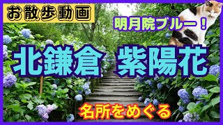 2023年6月、北鎌倉で紫陽花  名所めぐり。