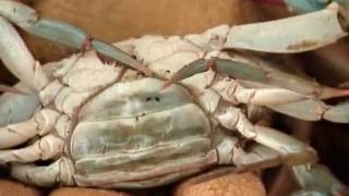 Chesapeke Crab Crisis.mov