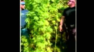 Major marijuana bust