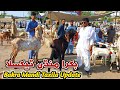 Friday Bakra Mandi Taxila Latest Update 26 May 2023