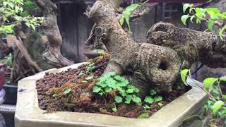 (18) lên thăm dàn bonsai của bạn hùng phố cổ