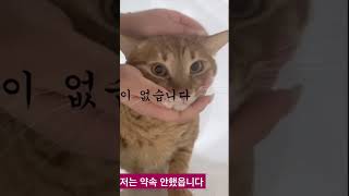 저는 약속 안했어요 간식내놔 #고양이브이로그 #고양이일상