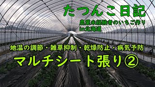 【新規就農】たつんこ日記　マルチシート張り②【田舎暮らし】