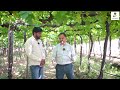 50 दिवसानंतर असे नियोजन करा.....grape management after setting