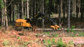 Tigercat L855C feller buncher with 5185 fixed felling saw