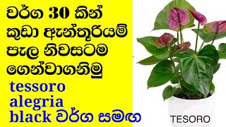 කුඩා ඇන්තූරියම් පැල වර්ග 30 ක් |  anthurium wagawa sinhala