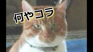 問題です。暑い猫さんは何をしたでしょうか？【侵入した野良仔猫】～家猫修行中～