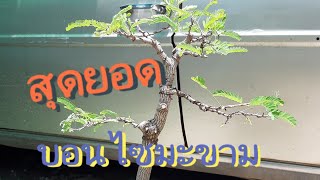 บอนไซมะขาม#เปลี่ยนทรงใหม่ไฉไลกว่าเดิม tamarind bonsai