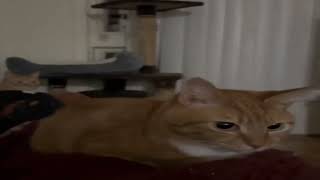 Cat Bouncing Meme | 1 Hour Loop