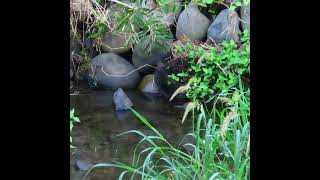 カワセミ狛江地区2番子女子にお父さん襲来ショート 2024 08 15 #カワセミ #幼鳥 #野鳥 #birds #wildlife #nature #自然観察ぶらり散歩