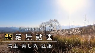 清里、八ヶ岳・美し森 紅葉 GoProHERO7