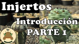 Injertos de cactus. Introducción Parte 1