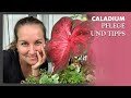 Caladium Pflege und weitere Tipps - Geld sparen, Standort und Erfahrungsbericht - Buntwurz, Kaladie