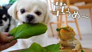 犬がフトアゴヒゲトカゲの餌を食べた結果がやばすぎた【チワワとフトアゴの日常】