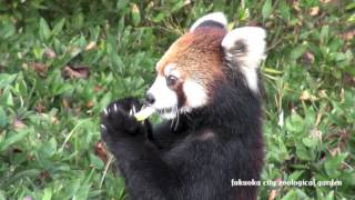 【HD】シセンレッサーパンダのおやつタイム@福岡市動植物園/2016-11-23-001