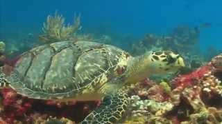 World Oceans Day 2015