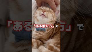 テレビでやってた猫も飼い主もハッピーになる猫耳のツボ押しマッサージが凄すぎて感動🥺 #猫