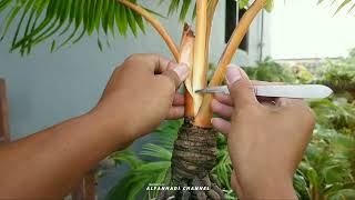 PROSES MENGECILKAN DAUN BONSAI KELAPA GADING | TAHAP LANJUTAN