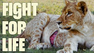 Wildlife Roars Back | FULL DOCUMENTARY | Gorongosa Park | @UltimateNatureDocs