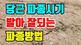 당근파종시기 우선 발아 잘 시키는게 중요하죠