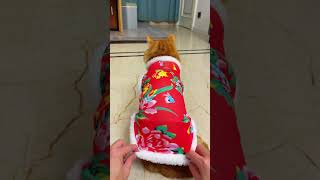 新年喜庆衣服给宝贝们安排上了吗 小猫咪的新年礼物 猫猫我也要过年啦