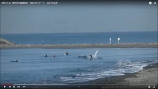 2019.3.27 湘南波情報動画　AM6:45 パーク　Jerry Smith